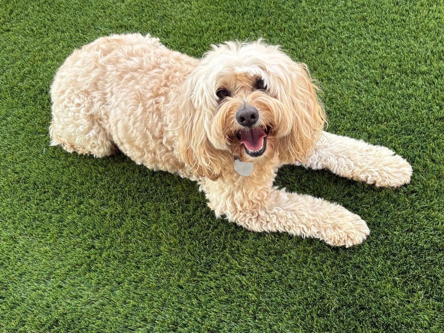 Happy goldendoodle lounging on bright green artificial turf